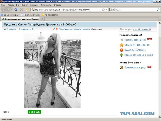 Продаётся кошка