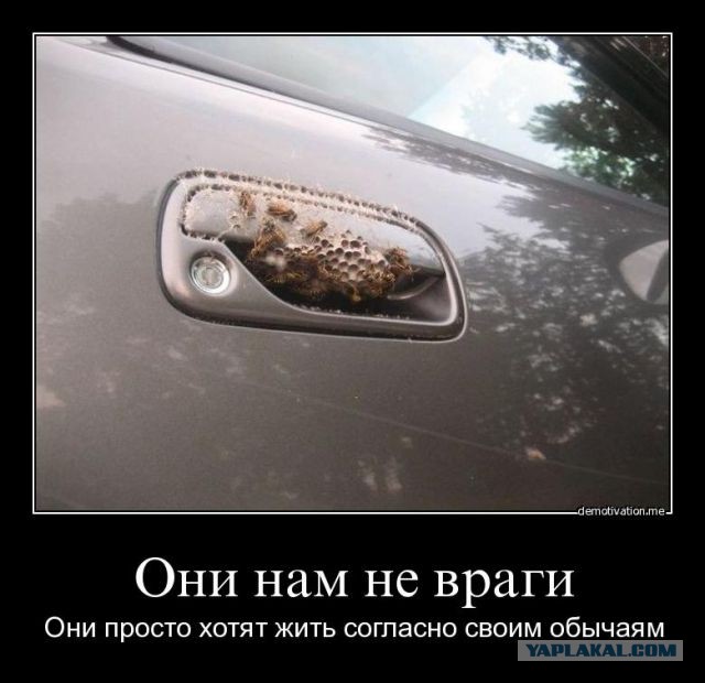 Взгляд трезвого и умного человека. О расизме, толерантности и не только