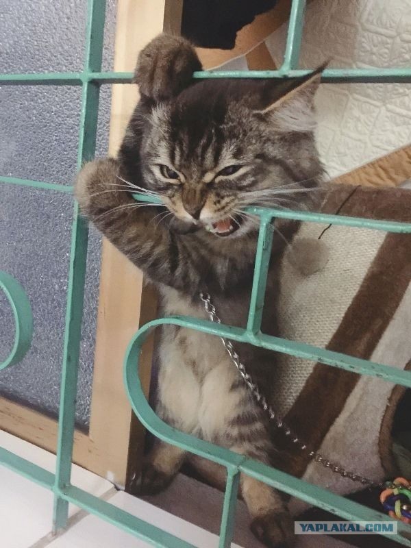 "Удоли!" Дурацкие фото котеек, которые они просили не показывать