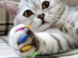 Котэ тестирует липучку на льду