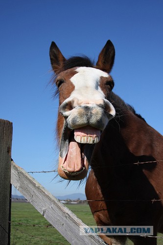 В чем разница между орденом и медалью?