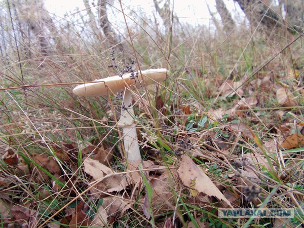 Поход за грибами