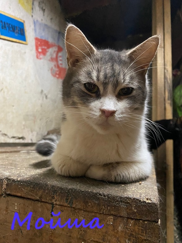 Жизнь домашнего приюта "Котоленд" 371