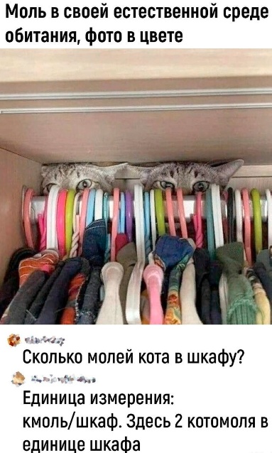 Весёлый полтишок 29.08.23