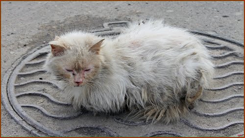Настоящий уличный кошак