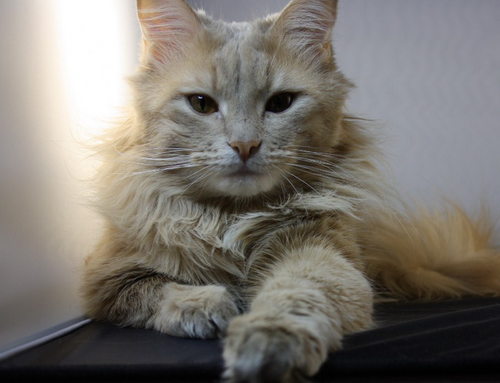 Котовторник 05/11/2024