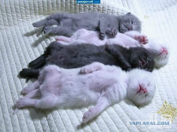 Что внутри кошки?