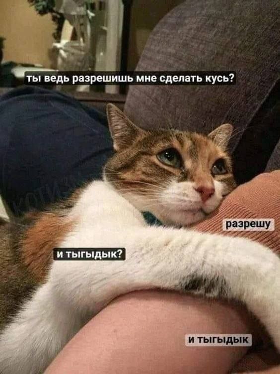 К котовторнику: подборка картинок-баянов с котиками и про котиков. Выпуск 28.