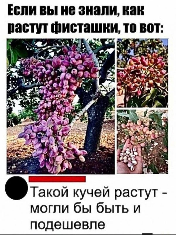 Недопятница