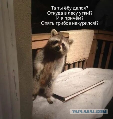 ДНК-тест