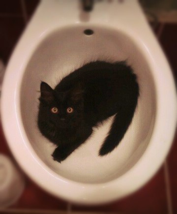 А где прячется ваш кот?