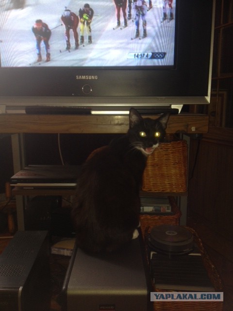 Мой отчет перед Яповчанами