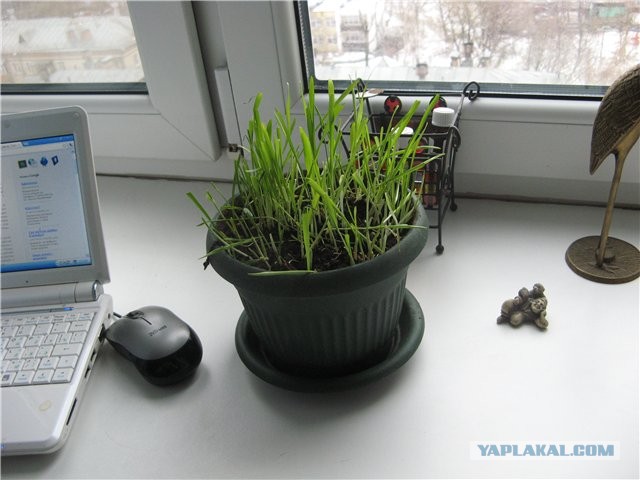 Морские гады-залиВные.
