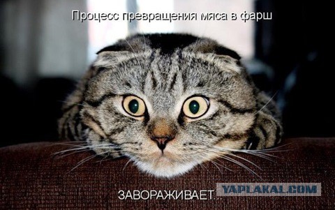 Когда вы плюсуeтe тему в платине