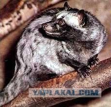 Мышиные какашки в обеденном хлебе. Что делать?