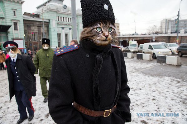 Юкка существует!
