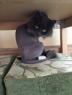 Котовторник 2.12.14