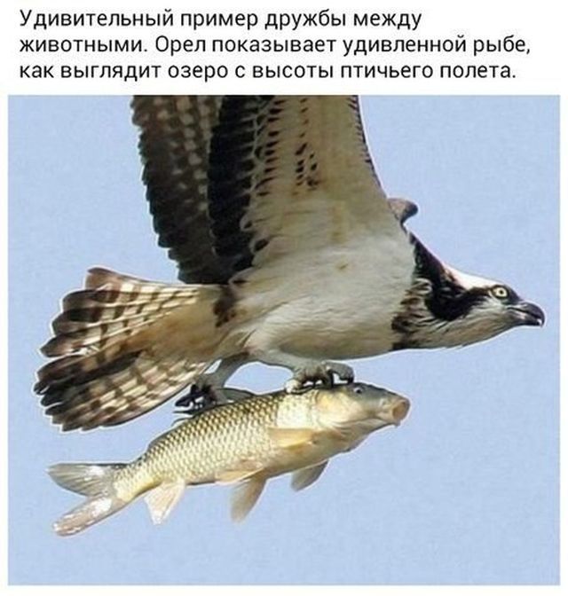Как коты ухаживали за птенцом чайки