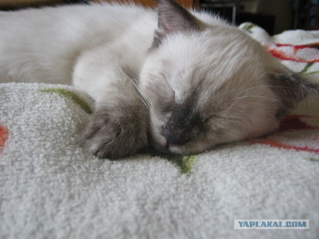 Котовторник 16.06.2015., Котовторник наступил!