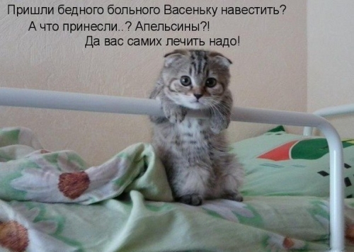Котовторник