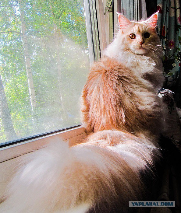 Котовторник 29-09-2015,