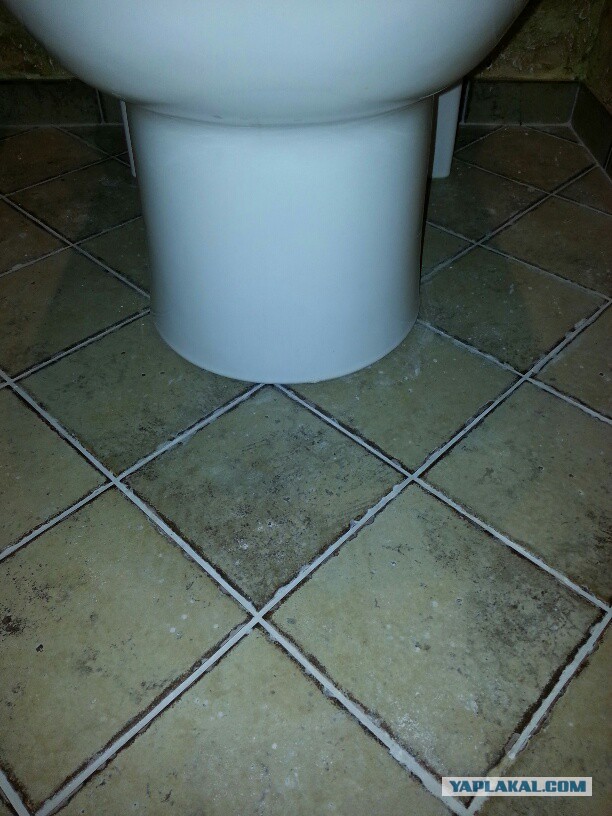 Боремся с плесенью