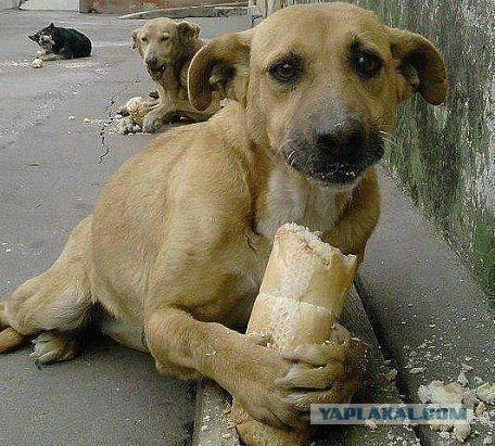 Собакочетверг же, ау!