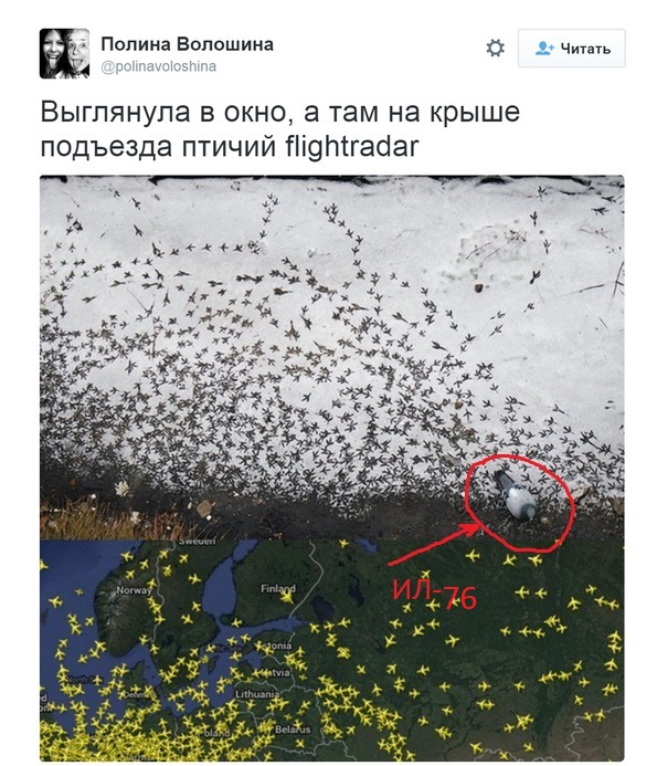 Птичий flightradar