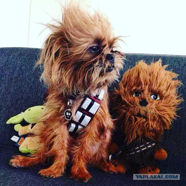 Герои Star Wars тогда и сейчас.