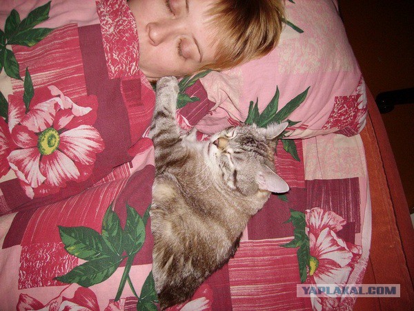 Кот-падоног. Есть у вас такой?