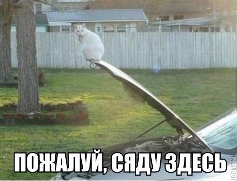 Мохнатые беспредельщики