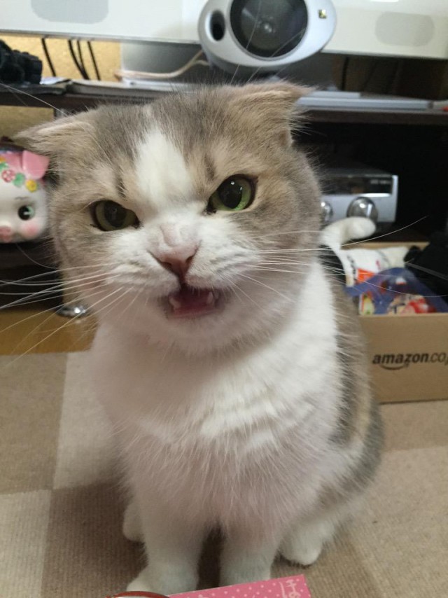 Животные, которым надоело это терпеть