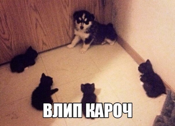 Мохнатые беспредельщики