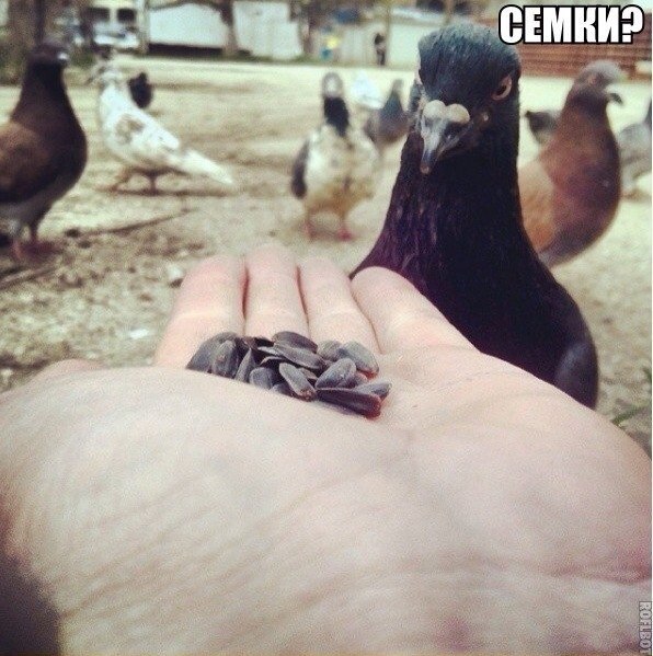 Божьи твари