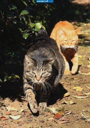"Оскара" - котикам!