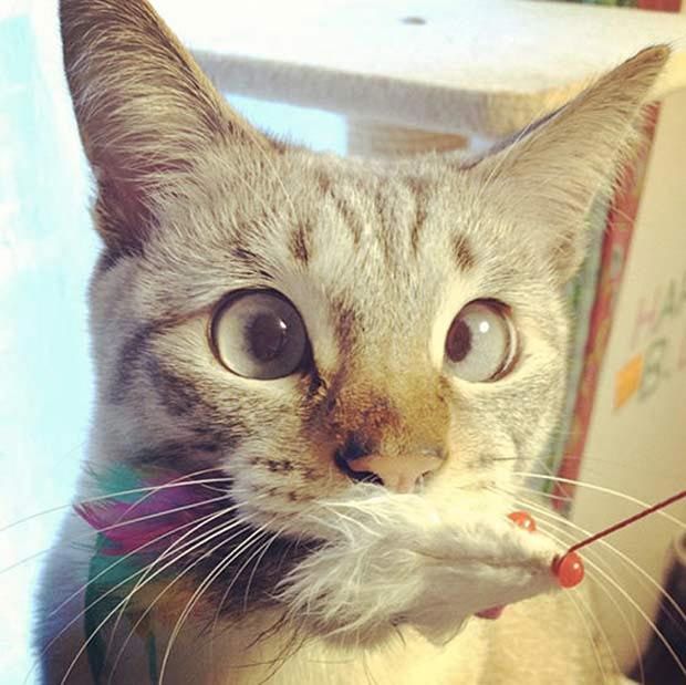 Косоглазые котики