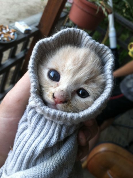 Коты из сети