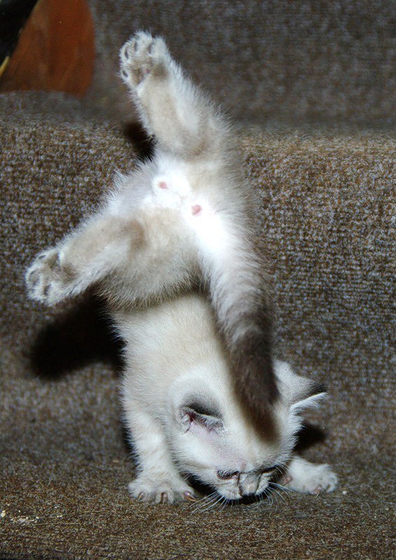 Коты и Кошки