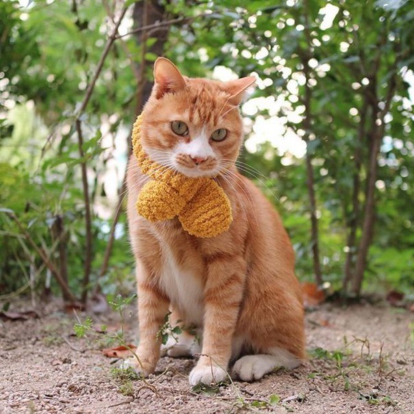Коты и Кошки