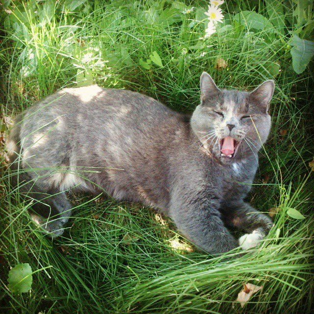 Коты и Кошки
