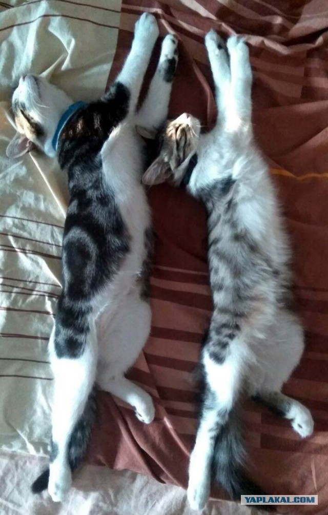 Кошки калико (трехцветные) почти всегда женского пола. Но почему?