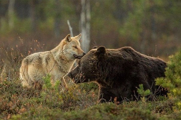 Живность из сети