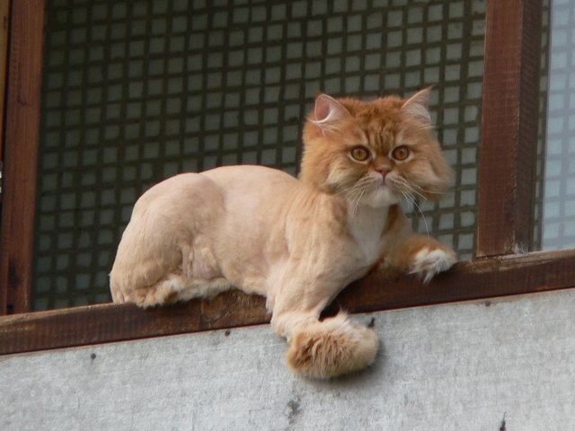 Котовторник стартует