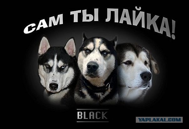 Собачья ферма в Рованиеми!