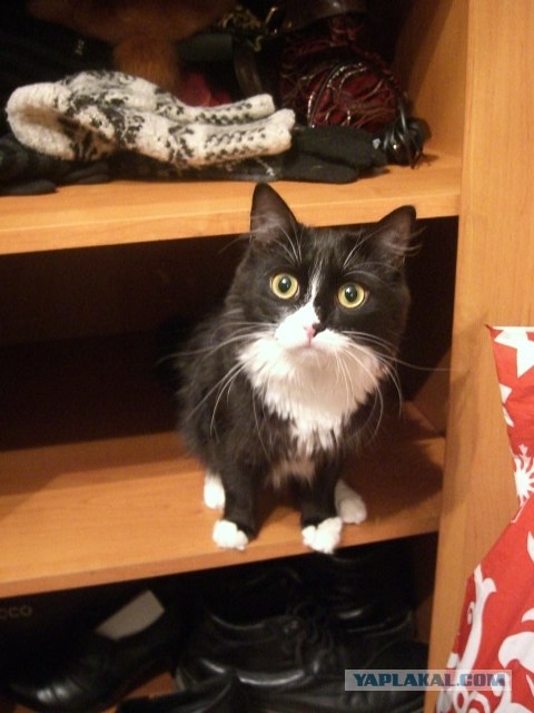 Котовторник (21.02.2012)
