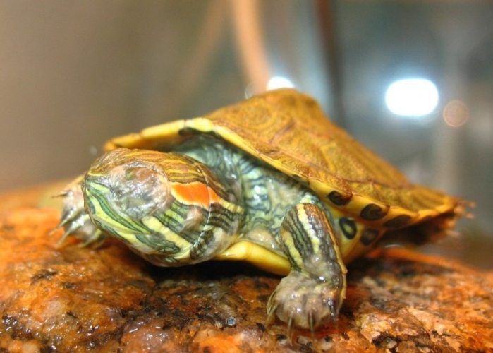 Красноухая черепаха - недешёвая 