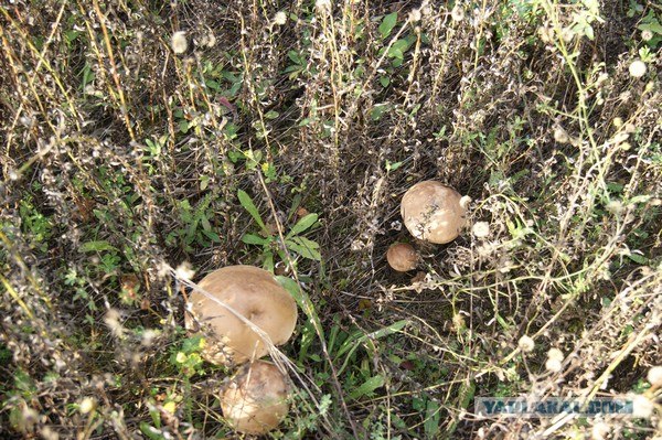 Телятина с подберезовиками)))