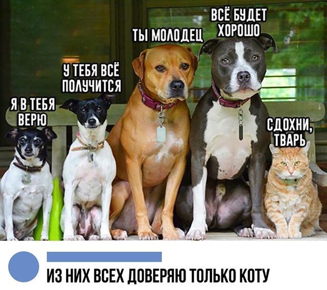50 оттенков серого.  Vol. 6 Или самосвал баянов.  50 штук.