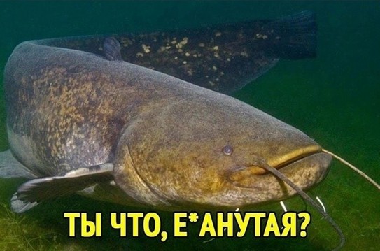 Обстановка на форуме молодых мамочек мотивирует рожать сома!