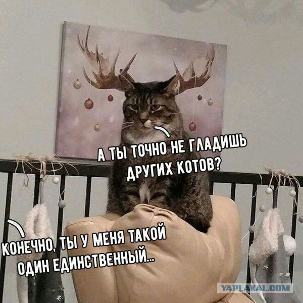 К котовторнику: подборка картинок-баянов с котиками и про котиков. Выпуск 9